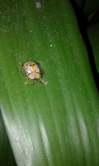 Aspidimorpha miliaris