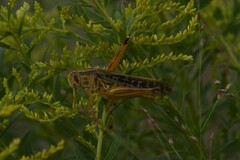 Schistocerca americana