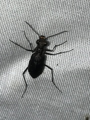 Cicindela punctulata