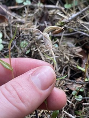 Pterostylis alobula