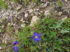 Giliastrum rigidulum