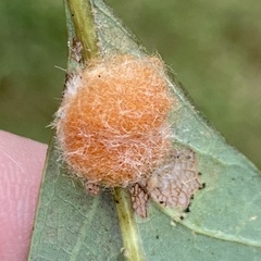 Druon quercusflocci
