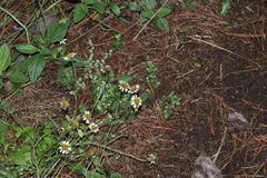 Erigeron galeottii