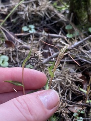 Pterostylis alobula