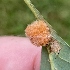 Druon quercusflocci