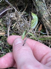 Pterostylis alobula