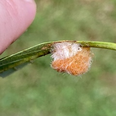 Druon quercusflocci