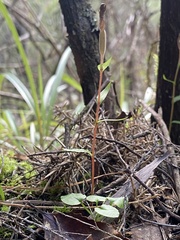 Pterostylis alobula