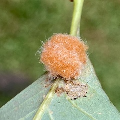 Druon quercusflocci