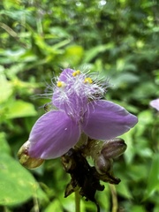 Tradescantieae