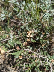 Ceanothus fendleri