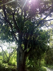 Bocconia arborea