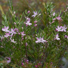 Eriostemon australasius