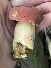 Lanmaoa