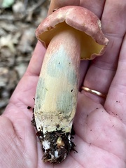 Lanmaoa