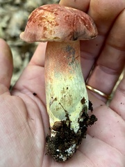 Lanmaoa
