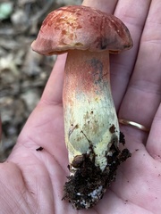 Lanmaoa