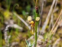 Diuris palustris