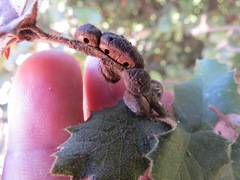 Disholandricus chrysolepidis