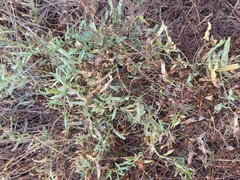 Convolvulus chinensis