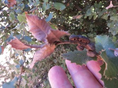 Disholandricus chrysolepidis