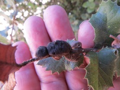 Disholandricus chrysolepidis