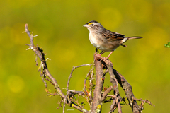 Ammodramus humeralis