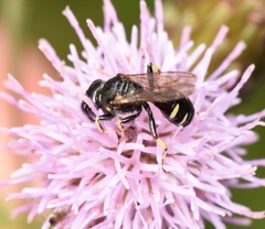 Crabroninae