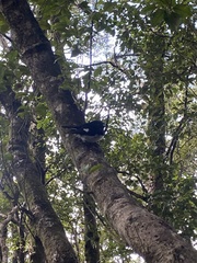 Petroica macrocephala toitoi