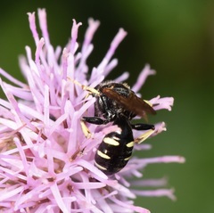 Crabroninae