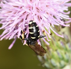 Crabroninae