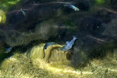 Cyprinodon nevadensis