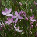Eriostemon australasius - Photo (c) rosewise,  זכויות יוצרים חלקיות (CC BY-NC), הועלה על ידי rosewise