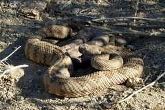 Crotalus stephensi