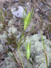 Gentiana autumnalis