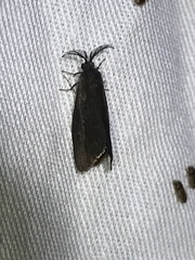 Cryptothelea gloverii