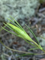Gentiana autumnalis
