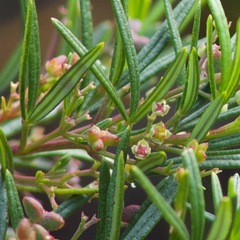 Zieria laxiflora
