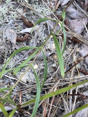 Gentiana autumnalis