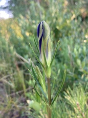 Gentiana autumnalis