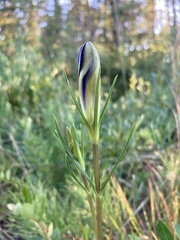 Gentiana autumnalis