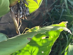Conocephalini