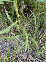 Gentiana autumnalis