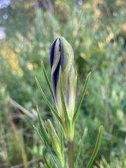 Gentiana autumnalis