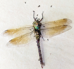 Anax parthenope julius