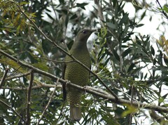 Ptilonorhynchus violaceus