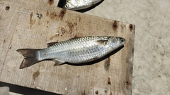 Mugilidae