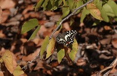 Papilio demodocus demodocus