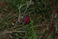 Penstemon roseus