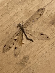 Dendroleon speciosus